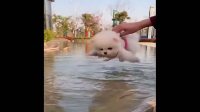 Dog tries to swim but his owner doesn't let