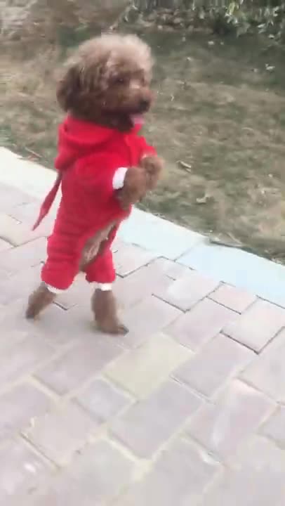 Lovely and funny animals Lovely dog videos in 2021