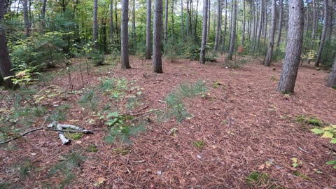 🍂 Welcome To Pinhey Forest Trail in Ottawa 🍁🍂 Fall Edition Part 1 🌿🍀🍃🥬 Canada 🌞