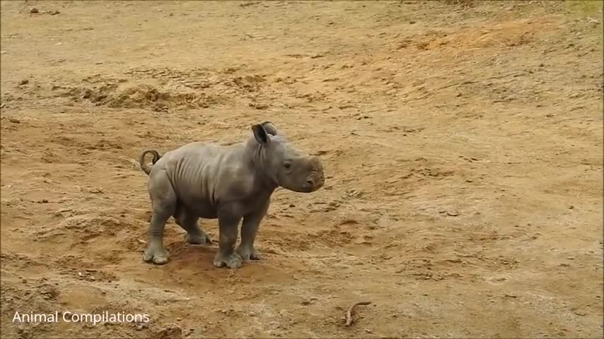 baby rhino funny moments