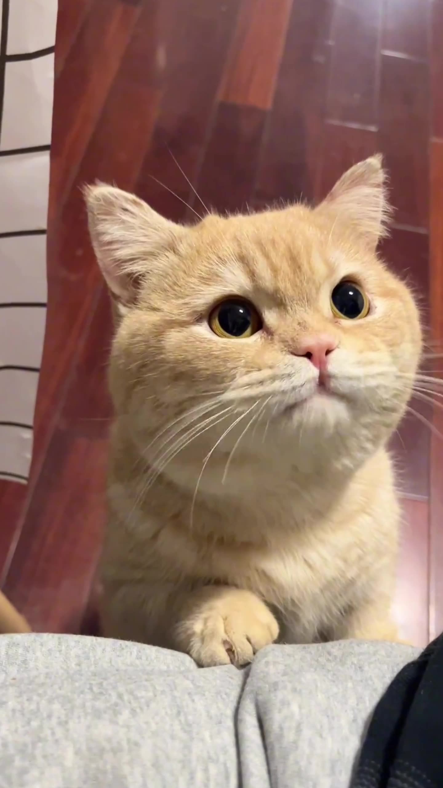 Kitty Rumble Cute cat