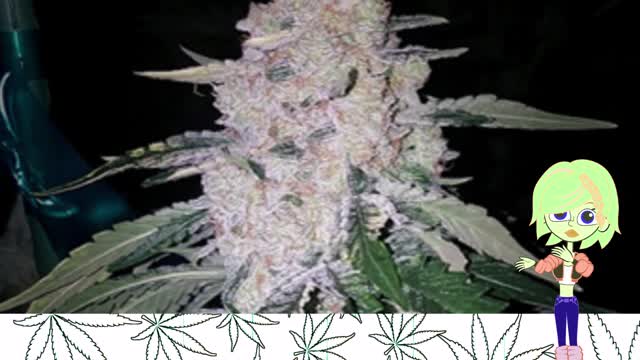 Zsweet Inzanity - Ethos Genetics