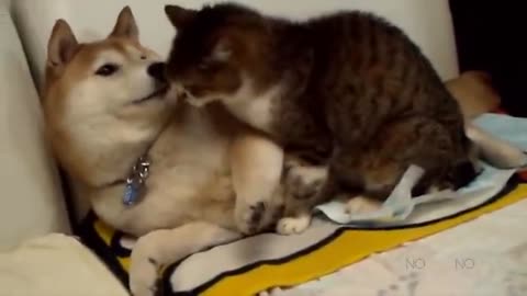 Funny dogs and cats