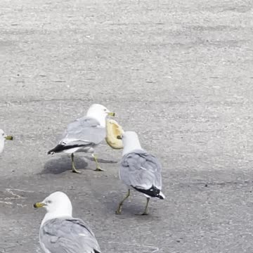 Seagulls like breadsticks
