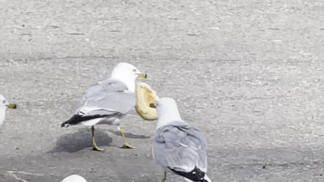 Seagulls like breadsticks