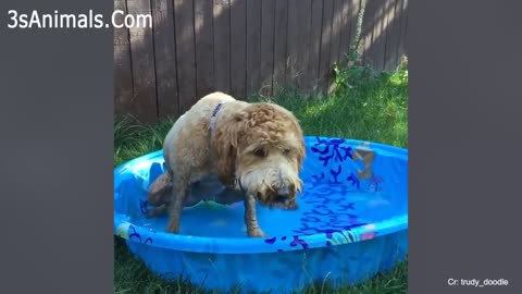 having bad day just watch this adorable dogs