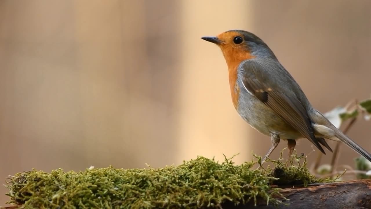 Most beautiful Bird in world😍