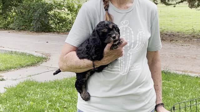 Meet our Mini-Cavapoo Puppies!