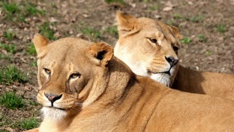 Video of a Two Lion Female