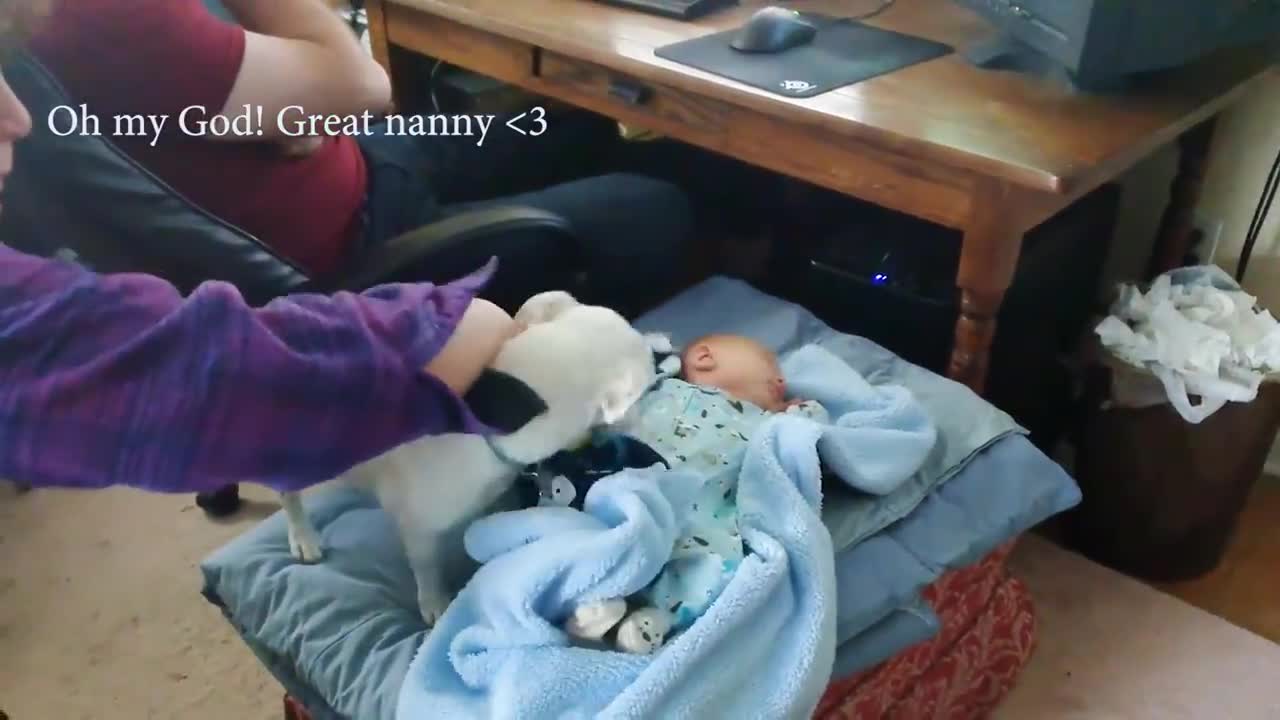 Cute Dogs and Babies are Best Friends | Dogs Babysitting Babies Video