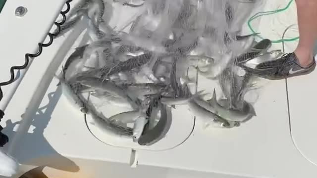 Amazing Fast Tuna Fishing Skill , Catching Fish Big on The Sea