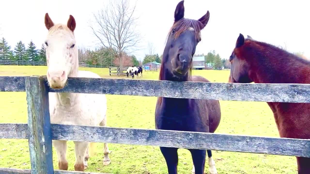 Beautiful horses 🐎