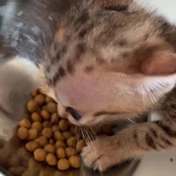 Finally!!! kitty started eating dry food