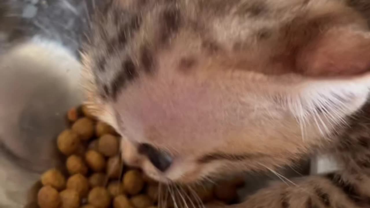 Finally!!! kitty started eating dry food