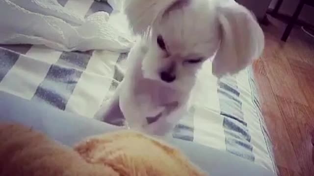 Boxing Maltese