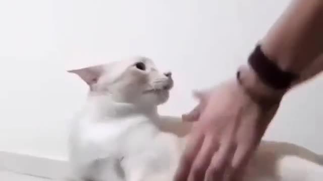 Quando seu gato te diz NÃO