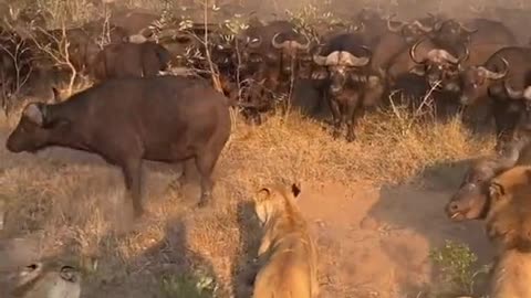 Lion and buffalos