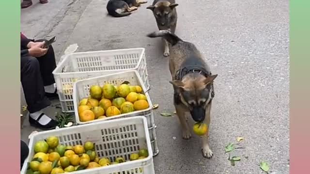 Smart Dog Video)))