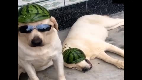 Cute pets part4 #pets #cute #cutepets #puppies