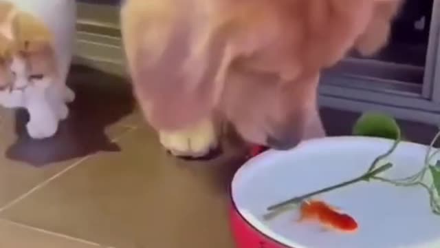 This dog has an incredible love for fish