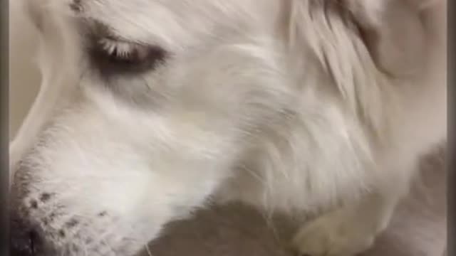 The little white dog who has been with me for a long time