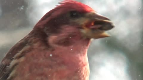 Purple Finch