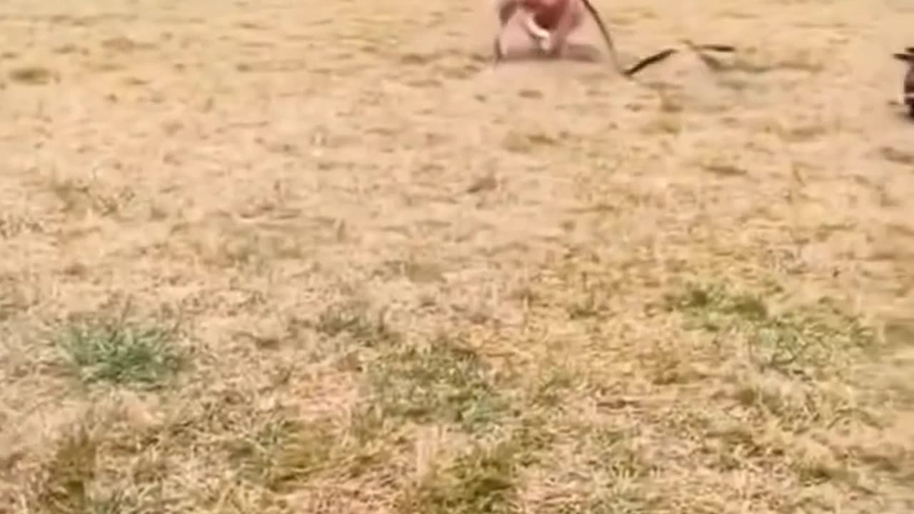 Funny animal