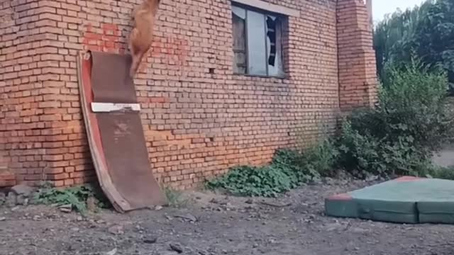 🦁Dog training for dangerous stunt# Ohhh.... My God###