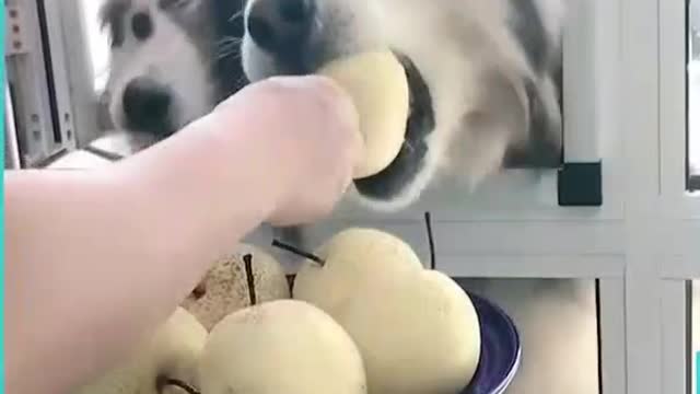 These Huskies eat better than human