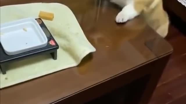 #Funniest #Cats 🐱 and #Dogs 🐶 #Part 17