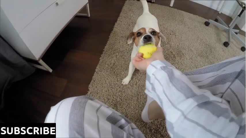 Training of Dog with ball