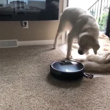 Episode 3 my puppies watch video