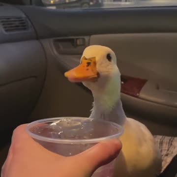 Munchkin the Duck is angry until she gets ice water