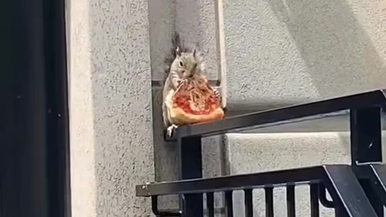 Squirrel loves pizza too