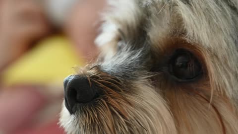 Shot of a Dog While a Mother is Feeding a Baby at the Background