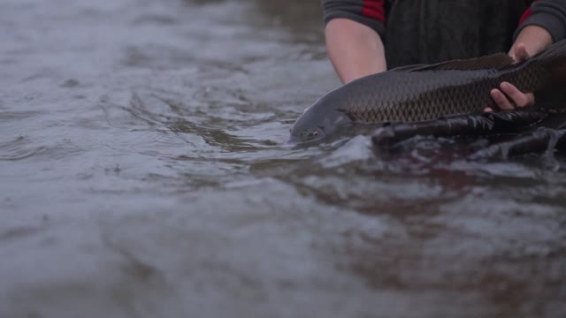 A Man Releasing Caught Fish In The Pond