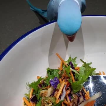 Blue parrot tries to eat vegetable salad and its owner stops it