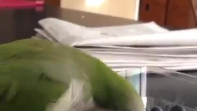 Look at the parrot's aggressiveness.