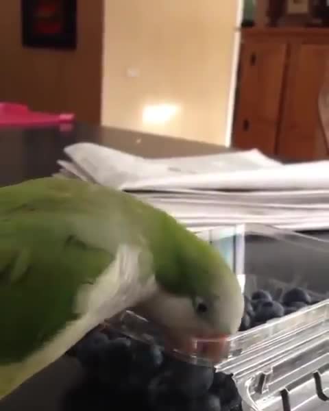 Look at the parrot's aggressiveness.