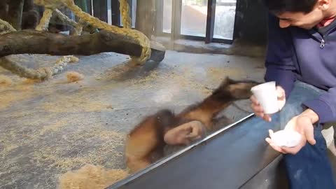 Monkey Sees A Magic Trick