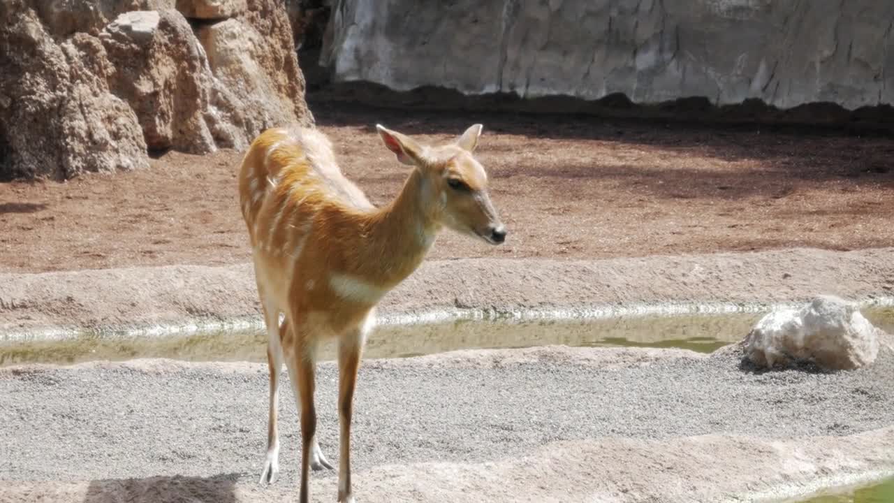 Deer And Fish In Bioparc Of Valencia