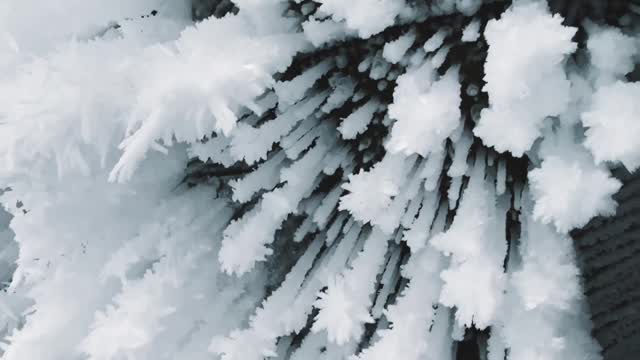 CRYSTALLIZED SNOW IN TREE TOPS