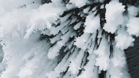 CRYSTALLIZED SNOW IN TREE TOPS