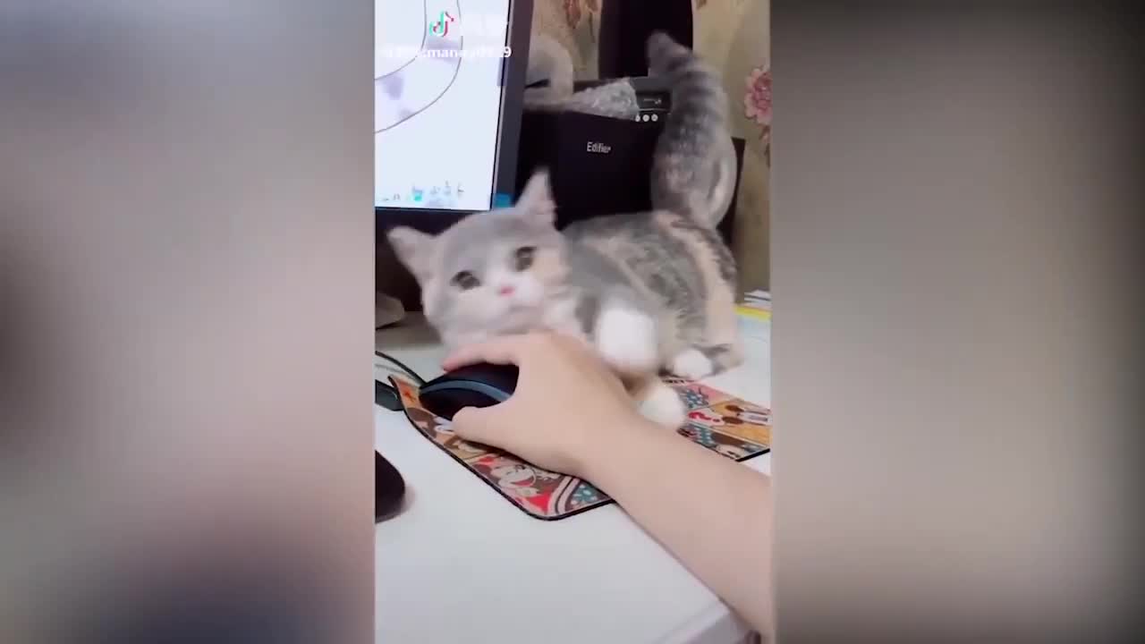 Cute Cats Tiktok Compilation