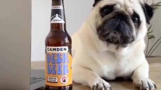 cute dog #baby dog