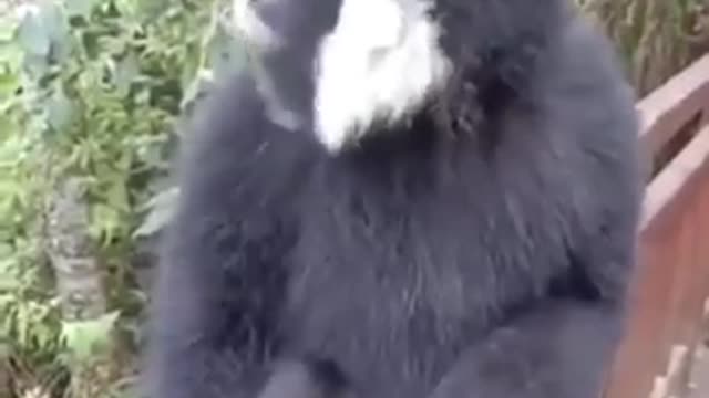 Monkey singer