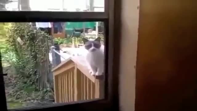 funny animals funny animals 1