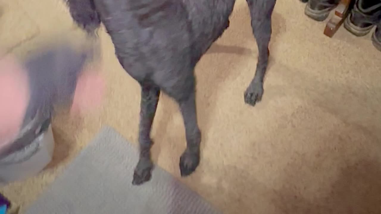 Dogs spin for their nightly treats. 🐕🐕🐩❤️. Dog obedience training.