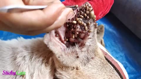 Removing All Ticks From Dog - Dog Ticks Removing Clip - Ticks Removal Videos EP-3