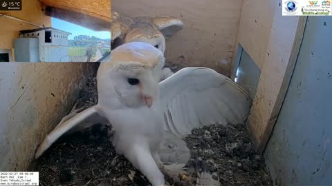 Crazy! Kestrel attacks barn owls pair inside nest and is lucky she escapes with her life!